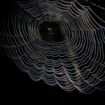 abstract arachnid art black and white